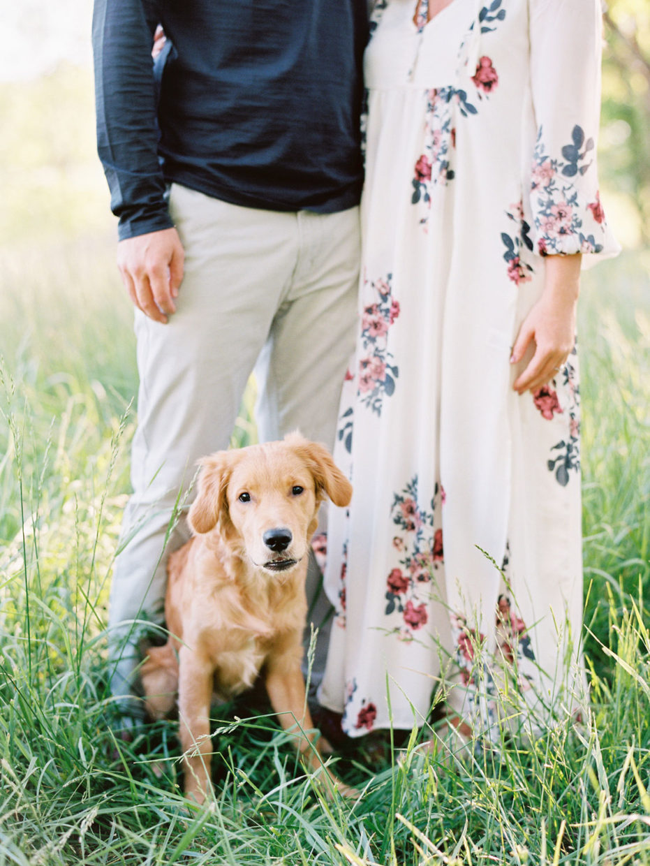golden retriever puppy engagement photos